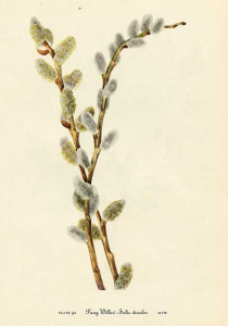 Vintage pussy willow