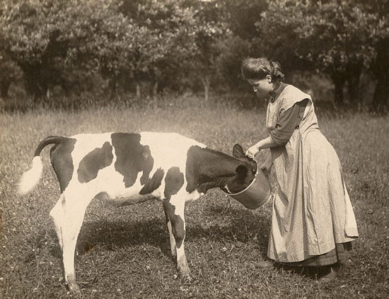 Woman-feeding-a-calf-1910