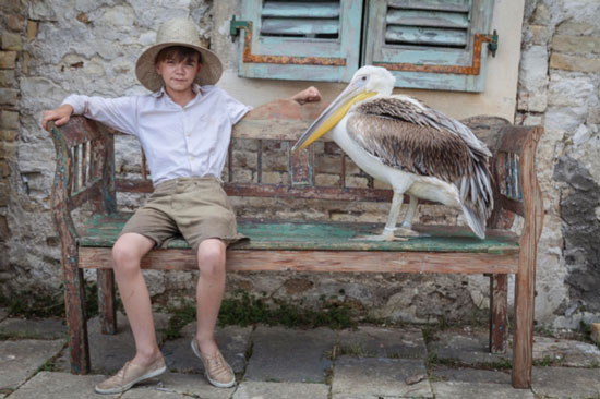 The-Durrells-pelican