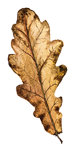 autumnleaves1-150