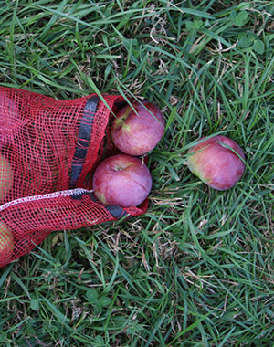 Apple picking at Fishkill Farms